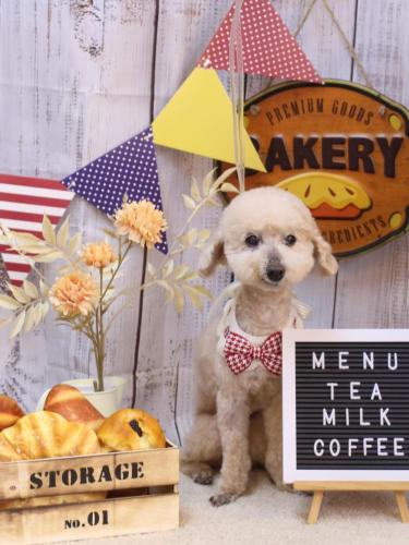 20240910あくびちゃん